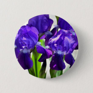 Lila Irises Iris Flower Knapp