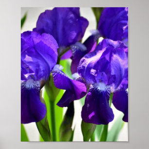 Lila Irises Iris Flower Poster