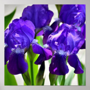 Lila Irises Iris Flower Poster