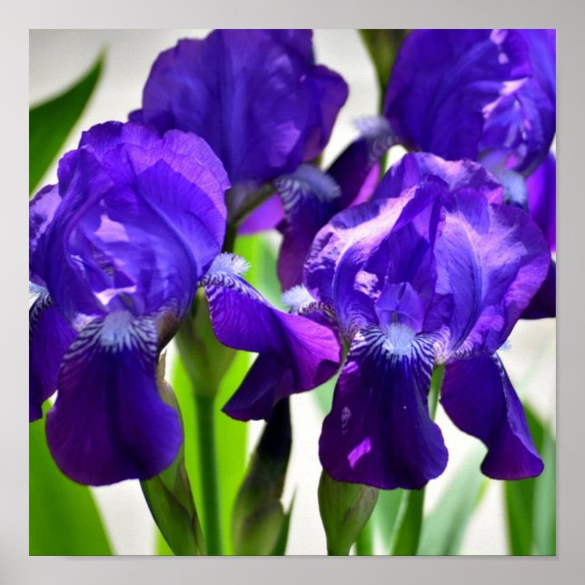 Lila Irises Iris Flower Poster (Framsidan)