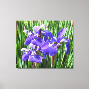 Lila Irises on Canvas