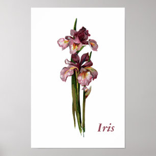 Lila Irises Personlig Poster