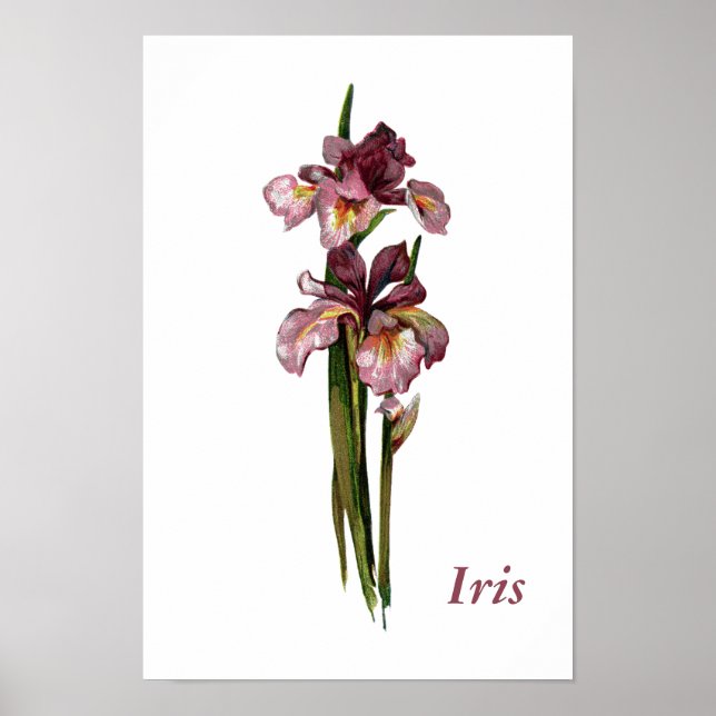 Lila Irises Personlig Poster (Framsidan)