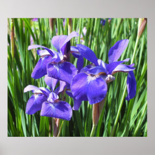 Lila Irises Poster