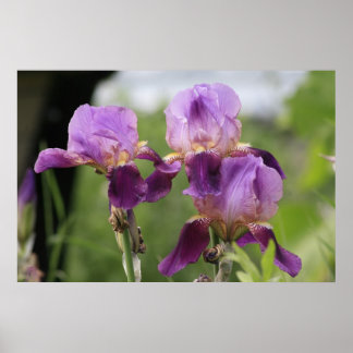 Lila Irises! Poster