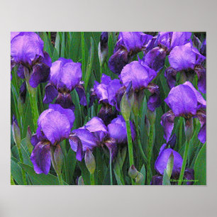 LILA IRISES POSTER