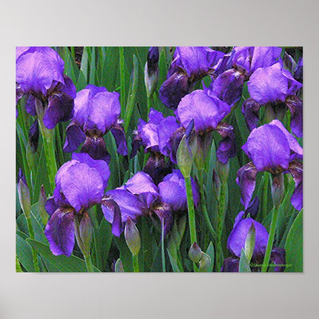 LILA IRISES POSTER (Framsidan)