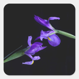 Lila Irises Sticker Fyrkantigt Klistermärke