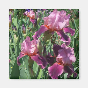 Lila Irises Vår Blommigt Magnet