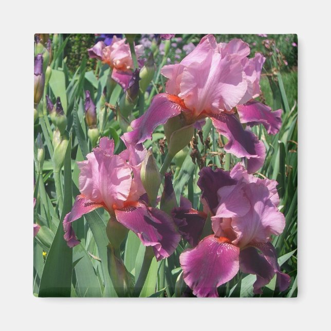 Lila Irises Vår Blommigt Magnet (Framsidan)