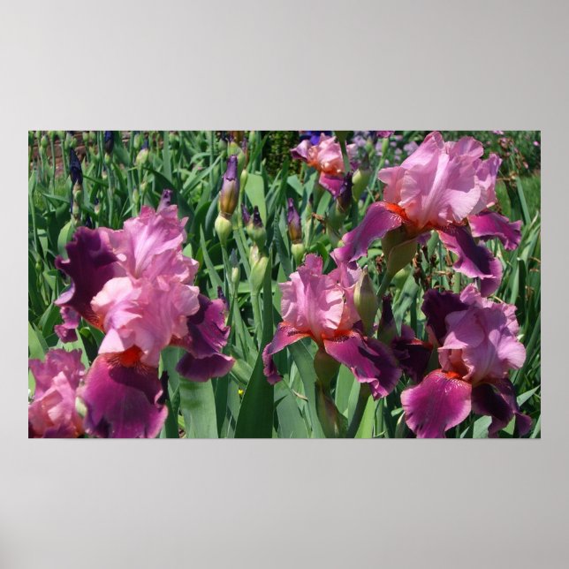 Lila Irises Vår Blommigt Poster (Framsidan)