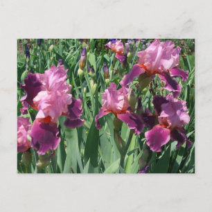 Lila Irises Vår Blommigt Vykort
