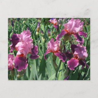 Lila Irises Vår Blommigt Vykort