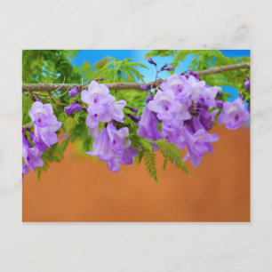 Lila Jacaranda-blommor Vykort