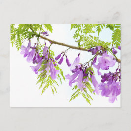 Lila Jacaranda Flowers Vykort