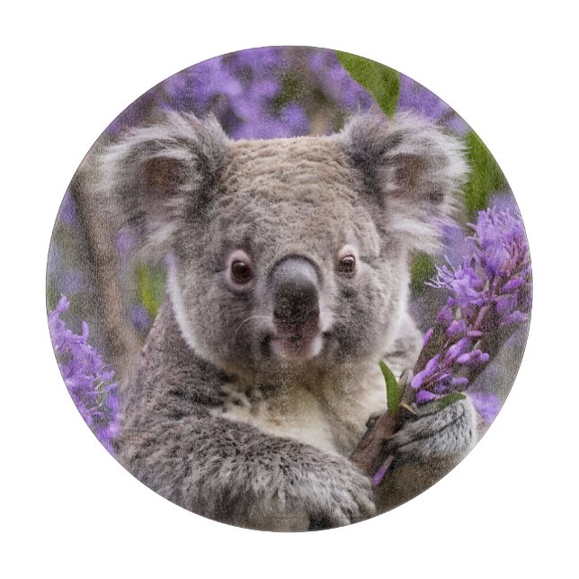 Lila Jacaranda Koala Bear (Framsidan)