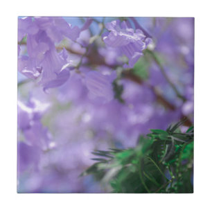 Lila Jacaranda Träd Flowers Kakelplatta