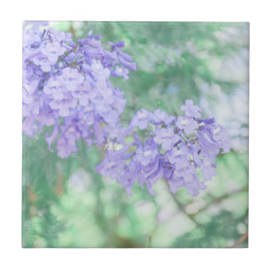 Lila Jacaranda Träd Flowers Nature Kakelplatta