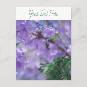 Lila Jacaranda Träd Flowers Vykort