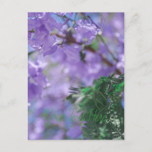 Lila Jacaranda Träd Flowers Vykort
