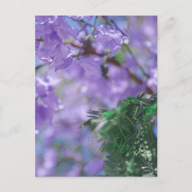 Lila Jacaranda Träd Flowers Vykort (Framsida)