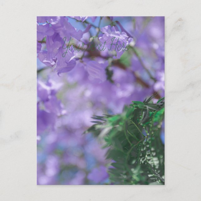 Lila Jacaranda Träd Flowers Vykort (Framsida)