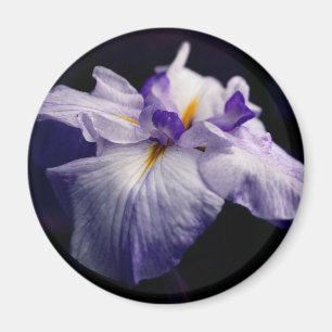 Lila japansk irisblomma fotografering magnet