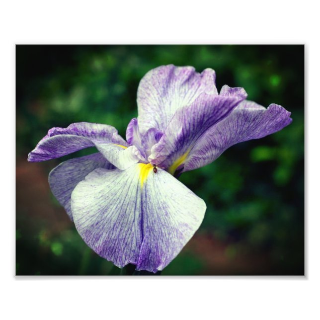 Lila japansk irisblomma vecklas ut 8x10 fototryck (Framsidan)