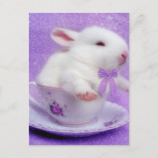 Lila Joy-paket Vykort