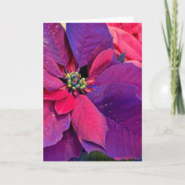 Lila julstjärnor kort