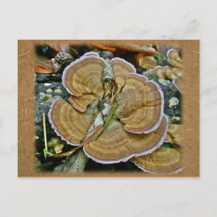 Lila Kant Shelf Fungus Coordinating Items Vykort