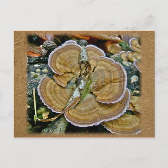 Lila Kant Shelf Fungus Coordinating Items Vykort (Framsida)