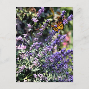 Lila kattmynta blomma med fjäril vykort