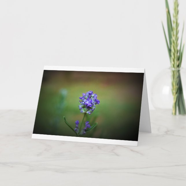 Lila, kort (Framsida)