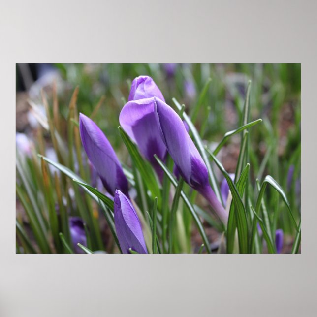 Lila krokblommor,番 红 花 poster (Framsidan)