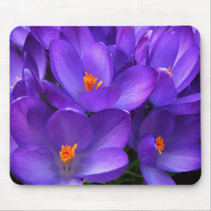 Lila krokträdgårdsblommor, mussla musmatta
