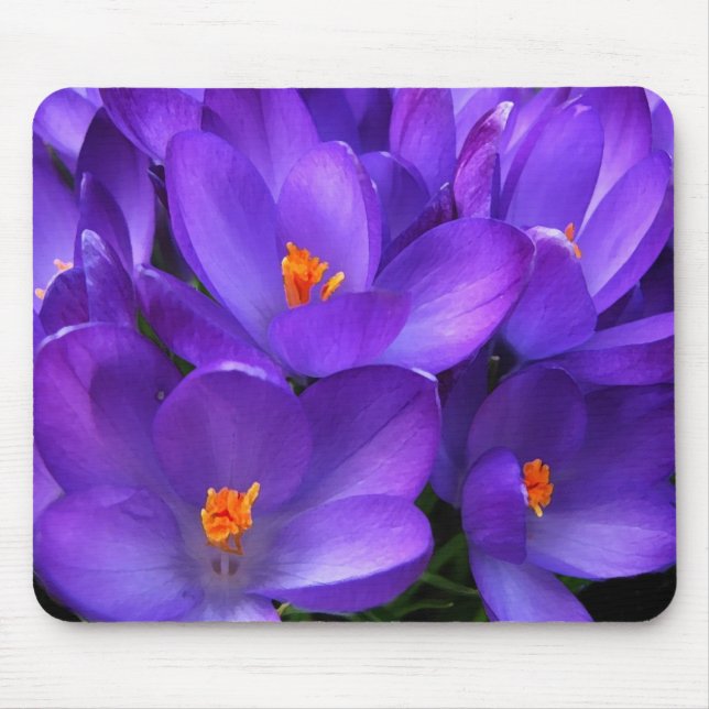 Lila krokträdgårdsblommor, mussla musmatta (Framsidan)