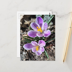 Lila Krokus Första Vårblommor Vykort