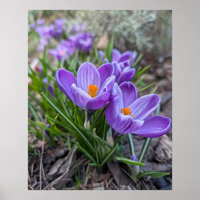 Lila krokus poster (Framsidan)