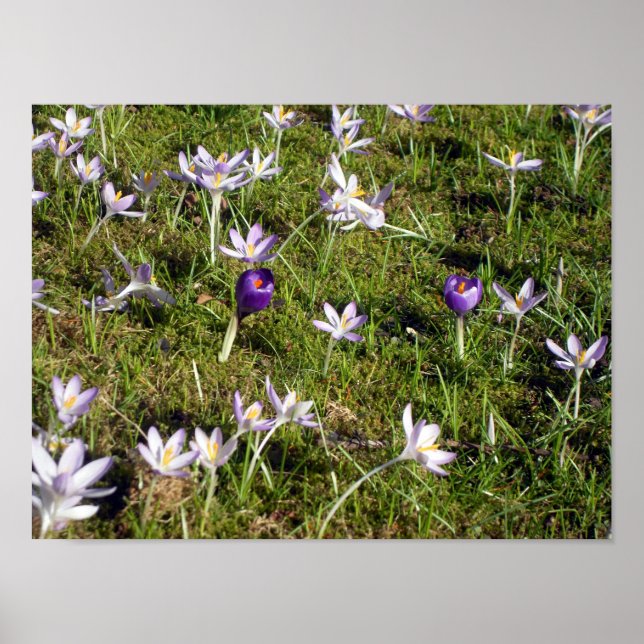 Lila krokus poster (Framsidan)
