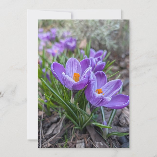 Lila krokusblomma inbjudningar (Framsida)