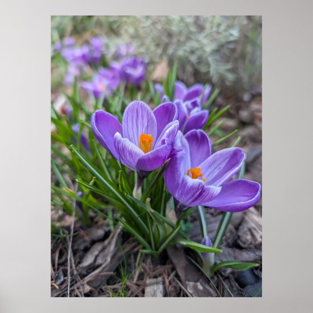 Lila krokusblomma poster (Framsidan)