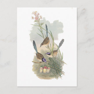 Lila-kronad Fairywren Vykort