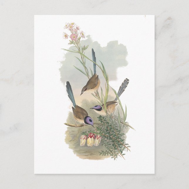 Lila-kronad Fairywren Vykort (Framsida)