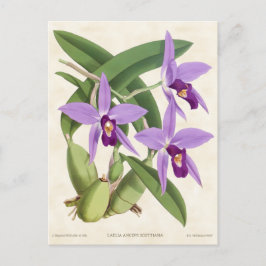 Lila Laelia Orchid Vintage Botanical Vykort