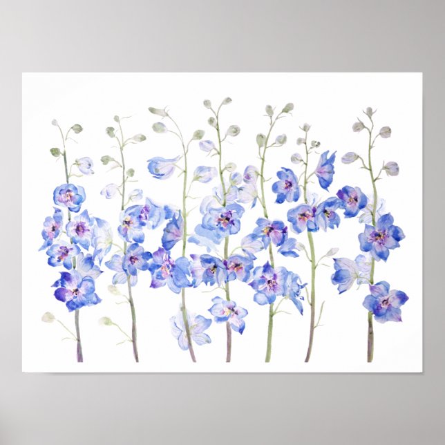 lila larkspur delphinium fält poster (Framsidan)