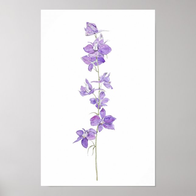 lila larkspurs blommor, vattenfärg poster (Framsidan)