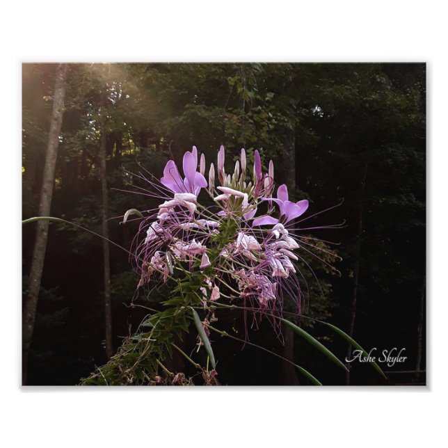 Lila Lash Fototryck (Framsidan)