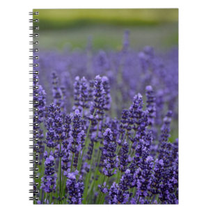 Lila lavender-ängskugga anteckningsbok med spiral