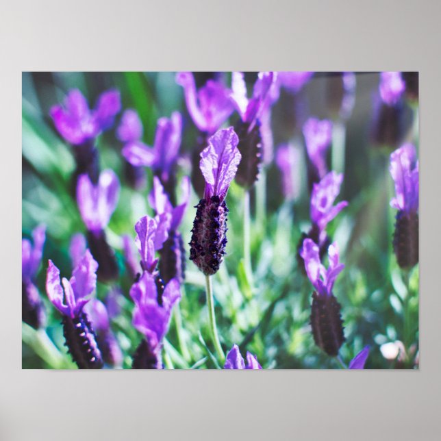Lila lavender-blommor poster (Framsidan)
